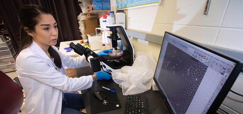 Postdoctoral research fellow Phoibe Renema, Ph.D., takes digital images of cellular cultures as part of an experiment. 